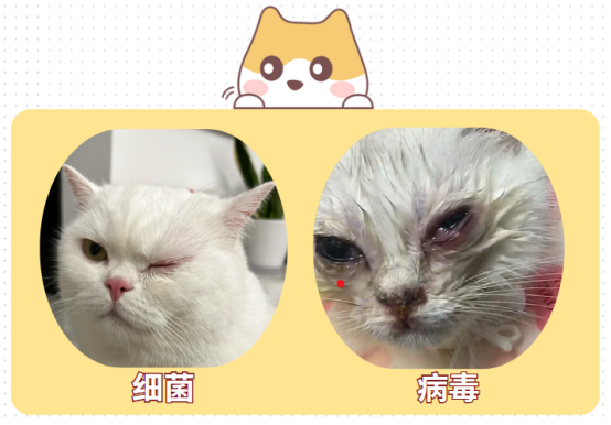 猫咪眼睛红肿流泪