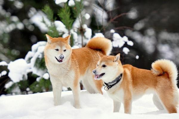 秋田犬智商怎么样 如何饲养