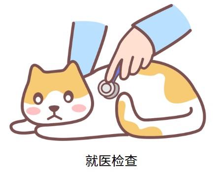 猫得了猫鼻支在家怎么治疗？