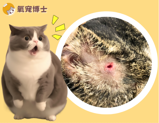 貓咪被咬傷了用什麼消炎？一文讀懂不踩坑