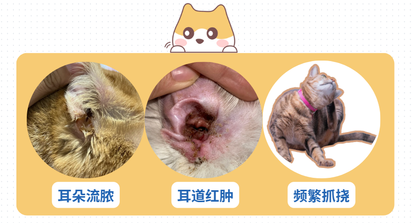 猫咪中耳炎