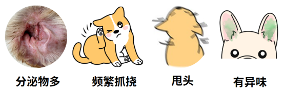 狗狗中耳炎症状