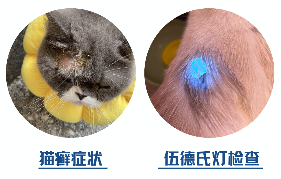 猫癣症状