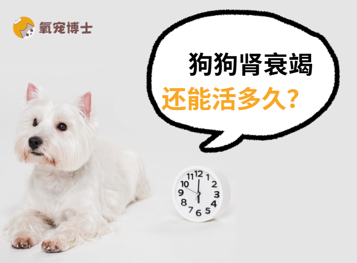 狗狗肾衰竭还能活多久？做好这3点，多陪1-3年