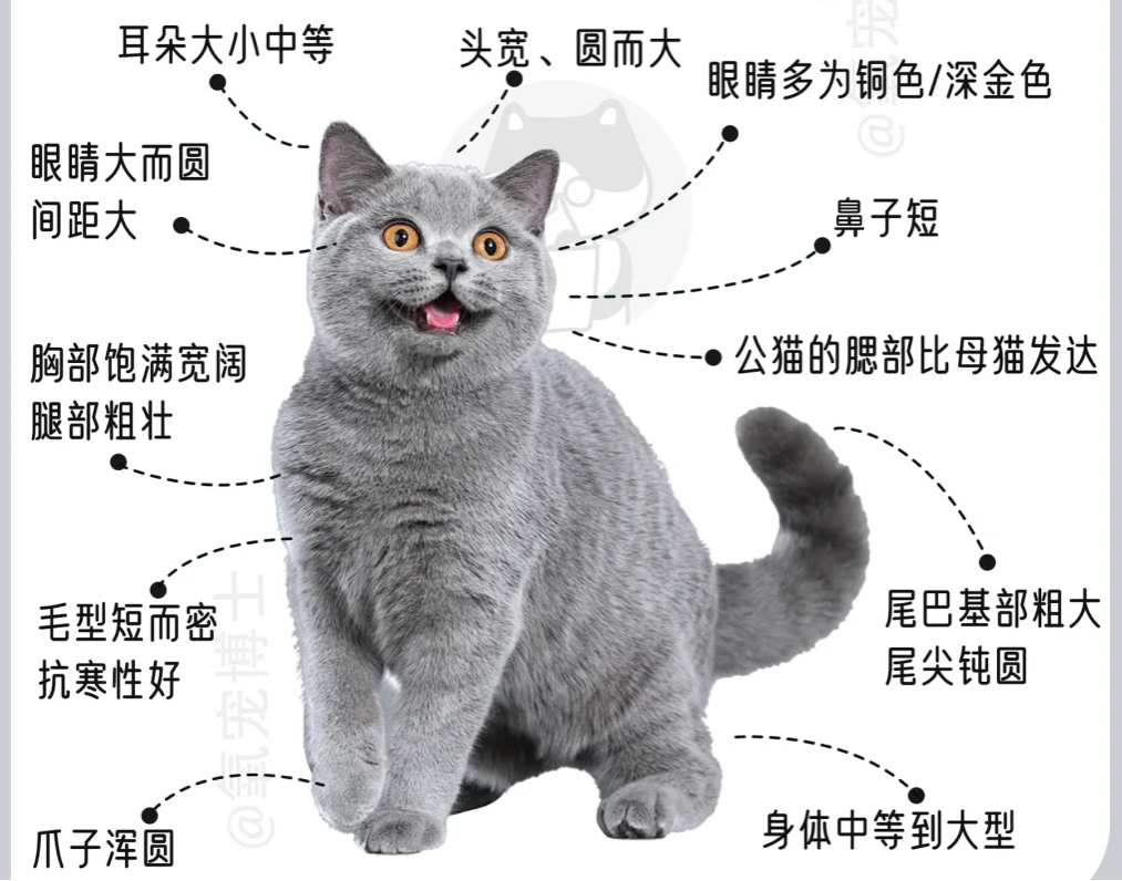 新手想养蓝猫？我有话要说……
