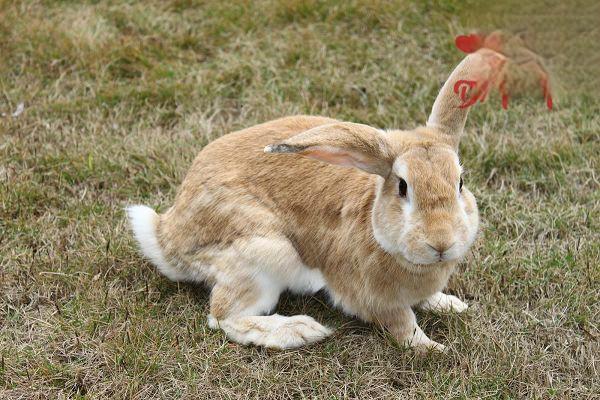 种兔的正确饲养管理方法
