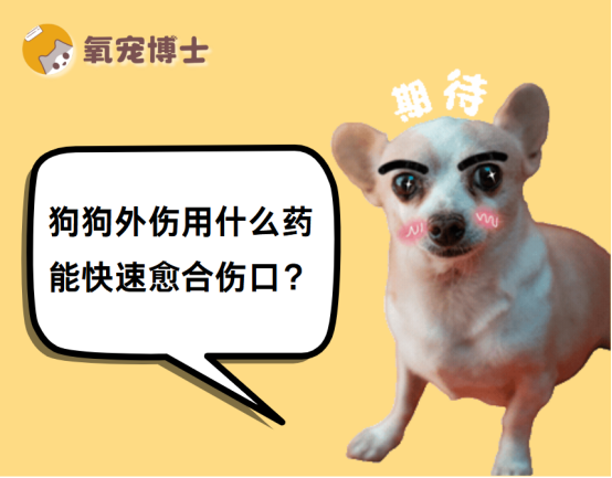 狗狗外伤用什么药能快速愈合伤口？