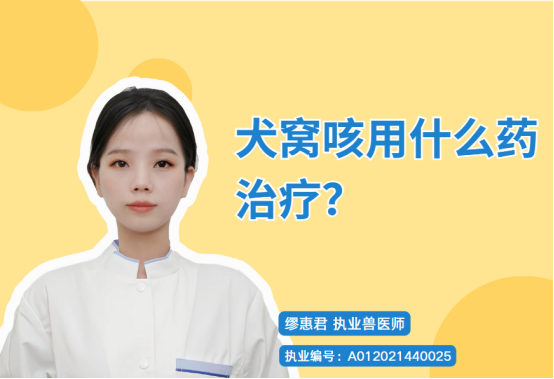 犬窝咳用什么药治疗？