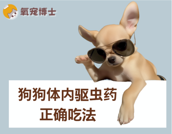 狗狗体内驱虫药正确吃法