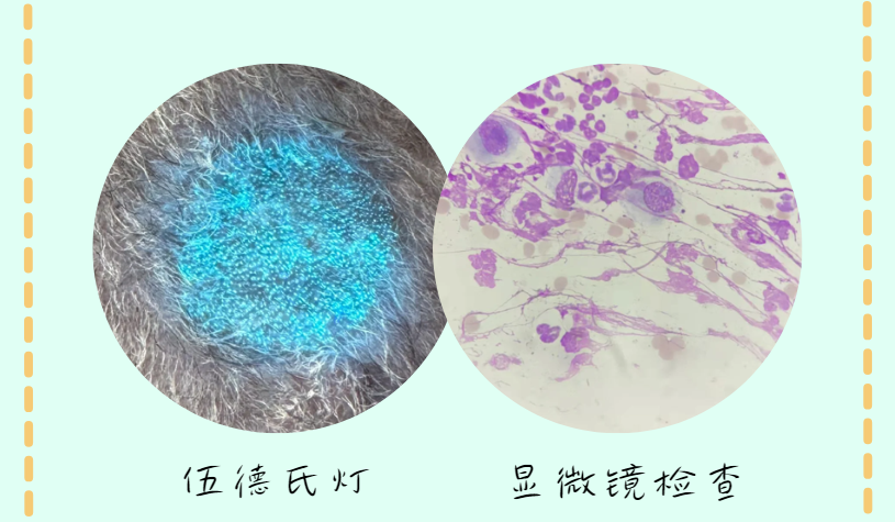 猫癣如何诊断？