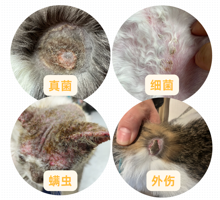 猫咪身上有结痂硬块