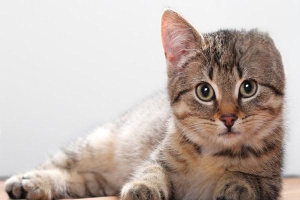猫咪耳朵常见疾病及护理