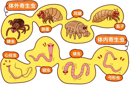 狗狗驱虫时间