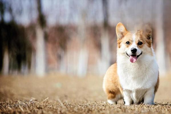 狗狗的毛發變硬了怎麼回事