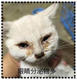 警惕！猫咪出现这些症状可能是猫鼻支