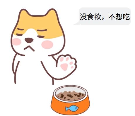 猫咪患猫鼻支拒食，如何应对？