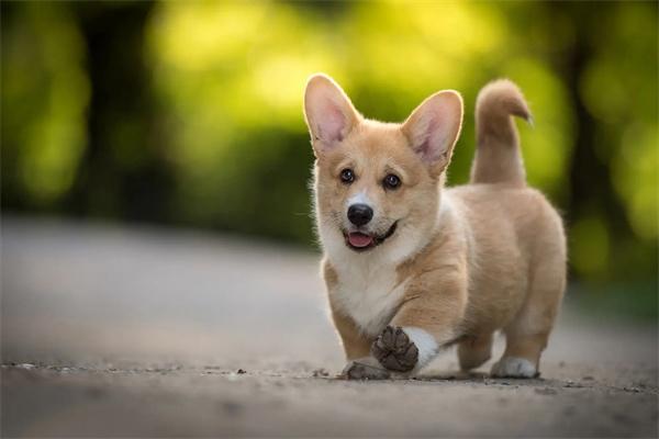 東德牧羊犬的體味重嗎？