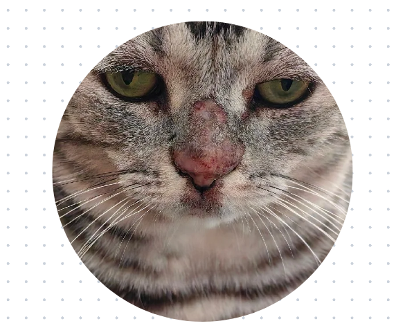 猫咪长疙瘩