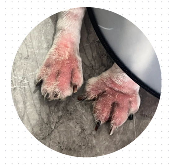 狗狗趾间炎用什么药？