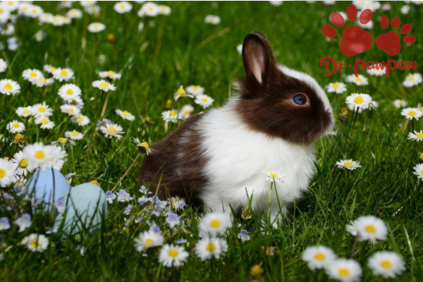 兔子出血性败血症的预防措施