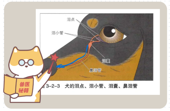 狗狗淚痕怎麼去除？