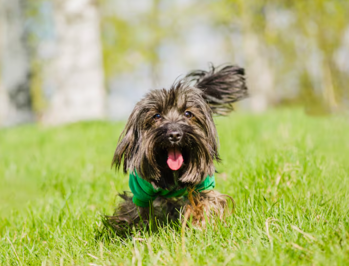狗狗辅酶Q10怎么选才安全？认准这几点，垃圾牌子绕道走
