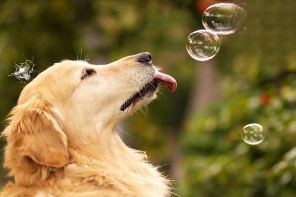 狗狗睑腺炎症状与治疗