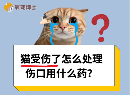 猫受伤了怎么处理伤口用什么药？