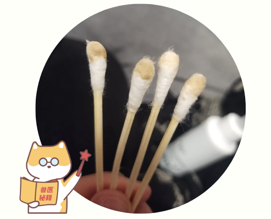 狗狗耳垢