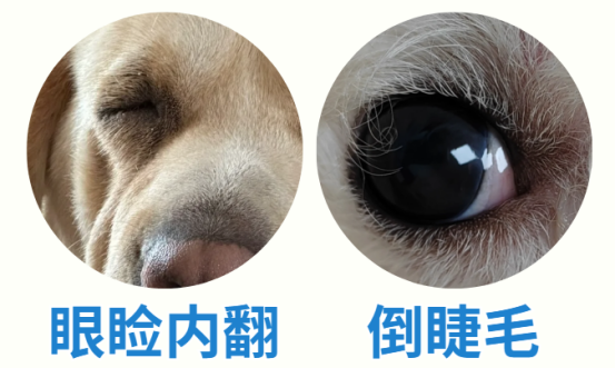 狗狗总流眼泪怎么回事？
