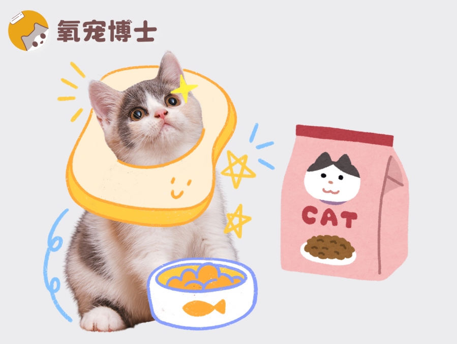 换粮必看！怎么判断猫粮适不适合你家猫咪？