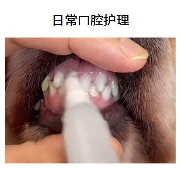 狗狗牙龈发炎，消炎药选择指南