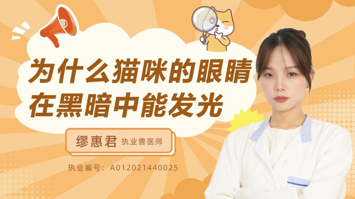 猫咪的眼睛在黑暗中为什么能发光呢？