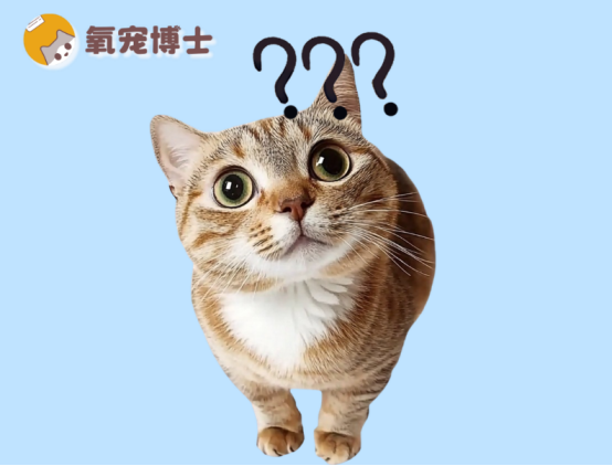 夏季高發(fā)！貓咪感染貓癬會傳染人嗎？