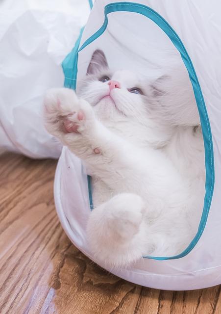 母猫生产时人要帮忙吗？从见红到接生的超全实操