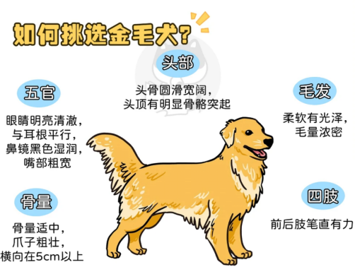 金毛犬好养吗