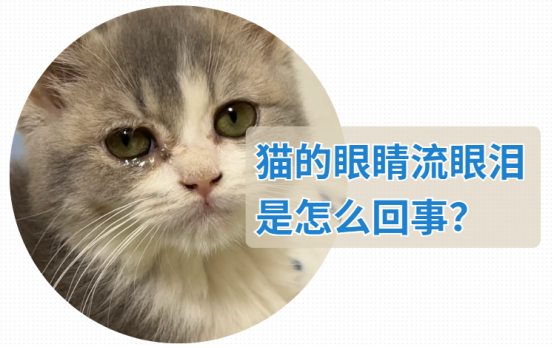 小猫的眼睛流眼泪是怎么回事？