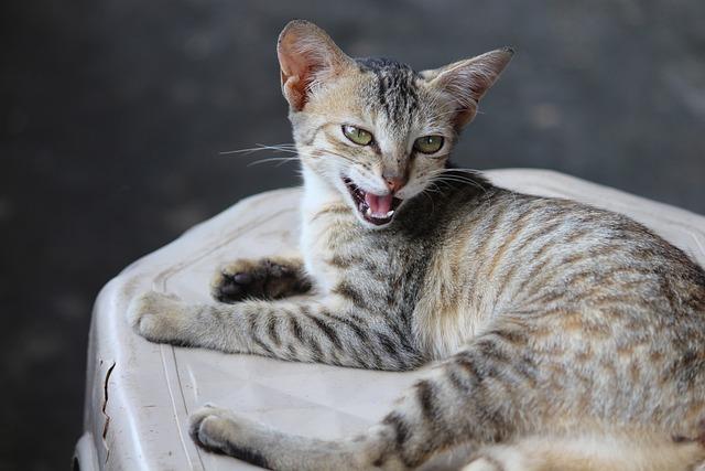 猫猫拉屎带血是啥情况？从毛球到肿瘤，第4种最易漏查