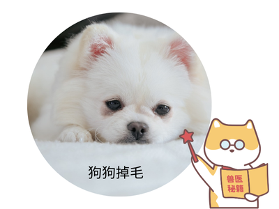 狗狗掉毛吃什么改善？这份清单快收藏