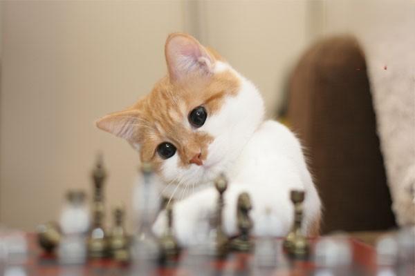容易导致猫咪干呕的几种原因