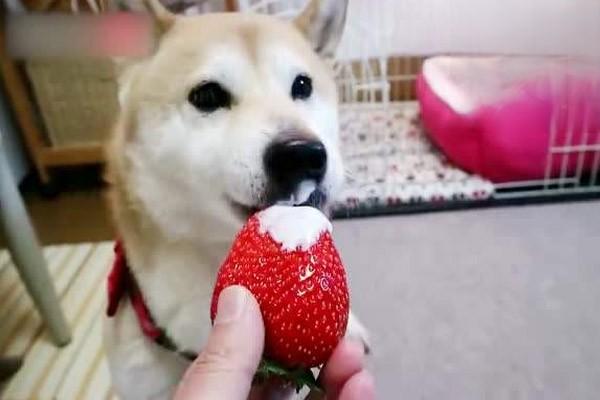 草莓狗狗能吃吗
