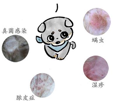 狗狗為什麼一到夏季就得皮膚病？