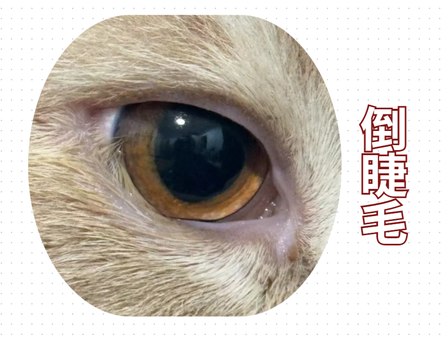 猫咪总是流眼泪