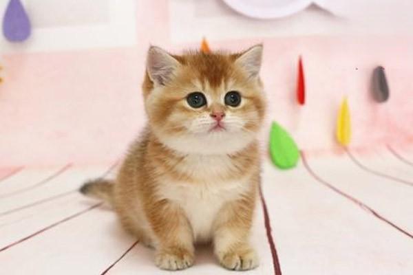 怎么区分猫咪中耳炎和内耳炎？