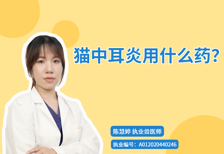 【宠医科普】猫中耳炎用什么药？