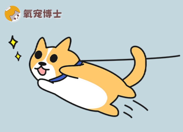 狗狗精力太旺盛怎么办？试试这几招~