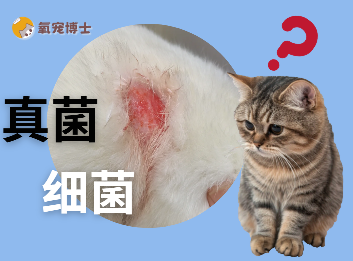 怎么判断猫咪是真菌还是细菌感染