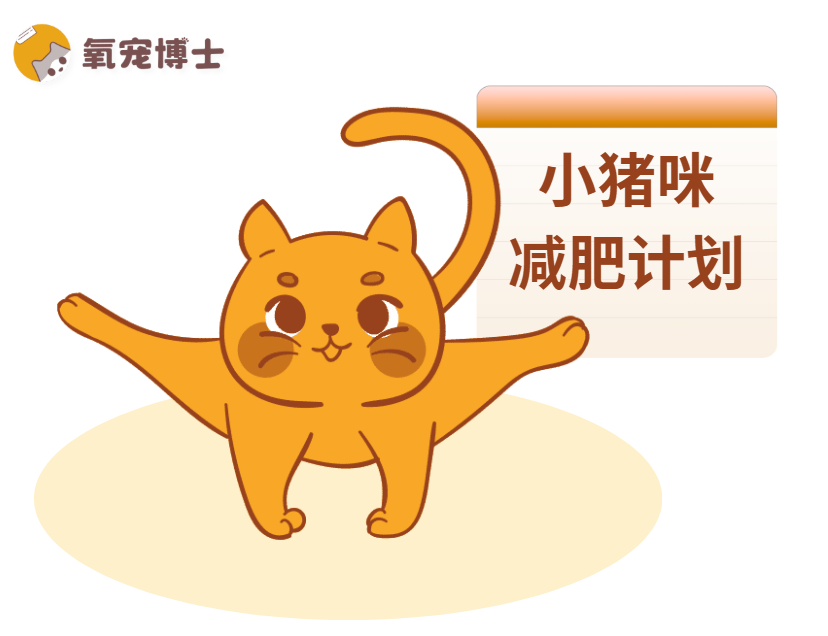猫咪减肥计划书