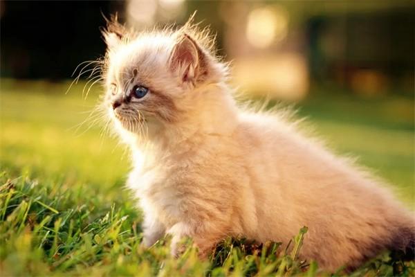 猫咪头秃是什么原因？