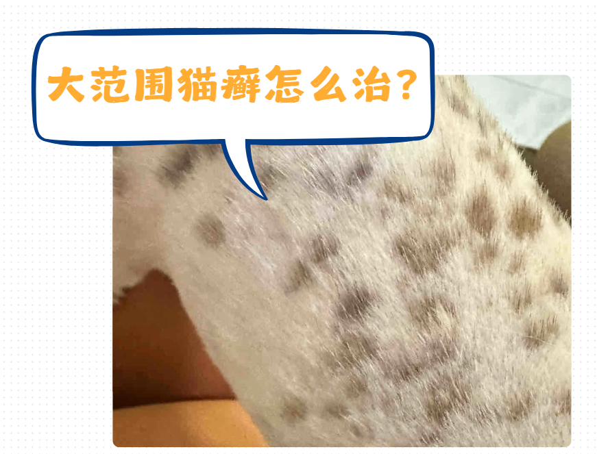 猫咪身上感染大量猫癣怎么治？